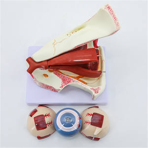 医療科学生物学的教育リソース3X拡大10部眼球拡大解剖学眼と軌道解剖モデル - Product Image 2