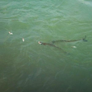 เบ็ดตกปลาซาบิกิ 6/<span class=keywords><strong>8</strong></span>/10 ชิ้น พร้อมขนปลาแมคเคอเรล เหยื่อตกปลาเบส ปลาค็อด อุปกรณ์ตกปลาทะเล เบ็ดตกปลาแบบมีสายเรืองแสง - Product Image 6