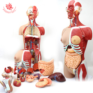 Modelo de Anatomía de Torso Humano, 27 Partes, Espalda Abierta, Muscular, Unisex - Product Image 2