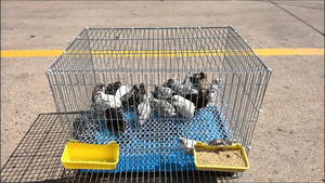 Jaula <span class=keywords><strong>de</strong></span> Cría <span class=keywords><strong>de</strong></span> Gallinas Pequeña con Ruedas para Codornices, Aves, Palomas y Loros, Modelo G11259-S1212 - Product Image 4