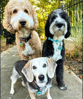 Personalisierte Hundemarken - Gravierte QR-Code-NFC-Optionen - Solides Muster - Edelstahl Silikon Nylon & Gummi - Kostenloser Versand
