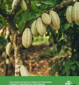 Mrembo Naturals Revitalisant Corporel Bio Perle Lait de Rose Vitamine E Huile d'Olive Collagène Tous Types de Peau Parfum Frais Solides - Product Image 3