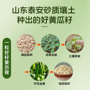 Polvo de Semillas de Pepino OEM Shandong, 80% de Contenido de Rutina, 300g, Polvo <span class=keywords><strong>Instant</strong></span>áneo Energético para Reemplazo de Comidas para Adultos, Vida Útil de 18 Meses - Product Image 4