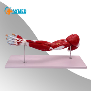 Modelo <span class=keywords><strong>de</strong></span> músculo anatómico <span class=keywords><strong>de</strong></span> brazo científico <span class=keywords><strong>de</strong></span> tamaño real, músculos numerados <span class=keywords><strong>de</strong></span> 7 partes del hombro, brazo, <span class=keywords><strong>mano</strong></span> para ciencia médica - Product Image 2