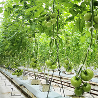Serre multi-travées en film plastique de 200 microns à vendre – Film de serre pour légumes, idéal pour les tomates