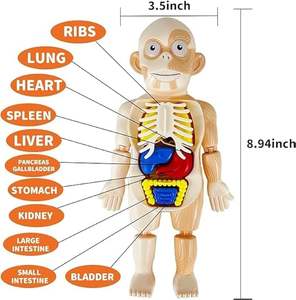 Puzzle 3D <span class=keywords><strong>jeu</strong></span> éducatif enseignement anatomie muscles amovibles organes os jeux jouets éducatifs pour garçons filles - Product Image 5