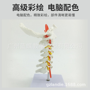 Modèle neuro-orthopédique de colonne cervicale humaine naturelle de grande taille avec artère carotide, disque intervertébral et os occipital - Product Image 5