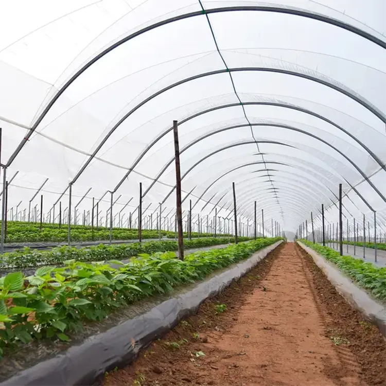 Película túnel hortícola invernadero agricultura para la Agricultura casa verde Bajo Costo Venta caliente polytunnel Berry invernadero