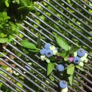 Raccoglitore di Mirtilli con <span class=keywords><strong>Pettine</strong></span> Metallico, Rastrello e Paletta in Acciaio Inossidabile per la Raccolta delle Bacche - Product Image 4