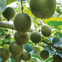 Pasokan Pabrik Buah Monk Fruit Merek Gufeng, Buah Kering Alami Luo Han Guo Asal Guangxi, Umur Simpan 2 Tahun