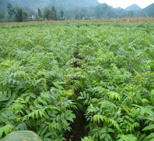 B.c.i cung cấp tinh khiết tự nhiên berberine HCL Top Level coptis chinensis chiết xuất berberine bột HCL 98% - Product Image 2