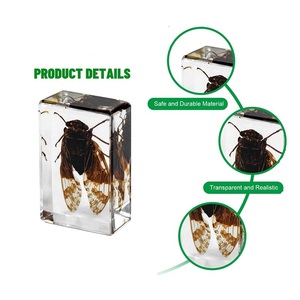 Ensemble de spécimens d'insectes réels en résine personnalisés, collection de insectes en acrylique transparent faite <span class=keywords><strong>à</strong></span> la main, bloc d'entomologie, éducation scientifique, décoration de bureau, cadeau - Product Image 1