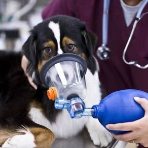 Reutilización Veterinaria de Mascarillas de Oxígeno para Animales - Product Image 3