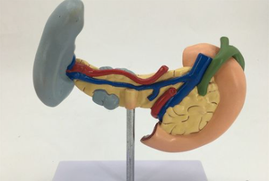 Mô Hình Giáo Dục Giải Phẫu Người Mô Hình Bệnh Lý Nội Bộ Của Con Người Bằng Nhựa PVC Màu Lá Lách Pancreas Duodenal - Product Image 4