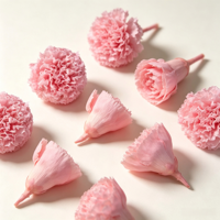 Fleur d'œillet stabilisée éternelle en gros, pour la Fête des Mères, grande tête de 4-5 cm, longue durée (3-5 ans), directement de l'usine