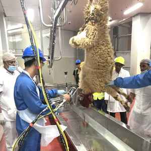 โซลูชันโรงฆ่าสัตว์แบบครบวงจรสำหรับแกะ พร้อมวิศวกรรมโยธา ห้องเย็น และสายการผลิตครบวงจร - Product Image 2