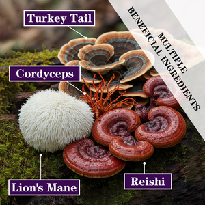Best Seller Mushroom Gummies with Total Carbohydrate Improve Memory Boosts Immunity Focus Easy Chewable Swallow Gummies - Product Image 5