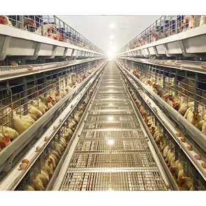 Poultry Farm 4 Tier Chicken Layer Battery Cage for Chicken Farm H Type Layer Chicken Cage for Sri Lanka