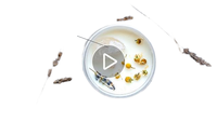 DIY Luxus Vanille-Duftkerzen Süße Handgemachte Geschenke mit Gel-Palm-Bienenwachs Paraffinwachs Maßgeschneidert für Frauen Während Diwali