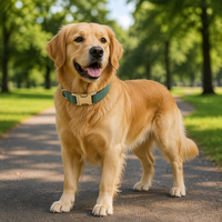 Ensemble collier et laisse pour chien en velours côtelé avec support AirTag, ensemble de collier de promenade réglable pour toutes les races, support OEM personnalisé