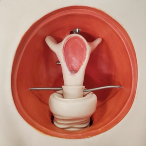 Modelo de simulador de anticoncepción femenina avanzado DARHMMY para Educación de Planificación Familiar de Ciencias Médicas - Product Image 4