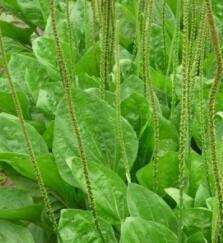 Psyllium Zaad Kaf Poeder Sperma Plantaginis Plantago Zaad Weegbree <span class=keywords><strong>Herb</strong></span> Seed <span class=keywords><strong>Extract</strong></span> Poeder - Product Image 3