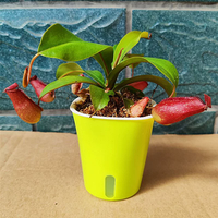 Pot de fleurs carré en plastique PP, écologique et durable, idéal pour la décoration de la maison et du jardin, marque Youfeng, modèle YF-A020, vente en gros.