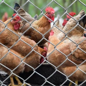 Xuất hiện hiện đại mạ kẽm Chuỗi liên kết hàng rào lưới thép bảo trì thấp cho các lĩnh vực thể thao hàng rào lưới mắt cáo & Cổng - Product Image 6