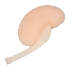 Ilmu Kedokteran Model Tusukan Ginjal Dipandu Oleh Ultrasound untuk Pelatihan B Praktek Pengajaran Perforasi Ginjal Ultrasonik - Product Image 6