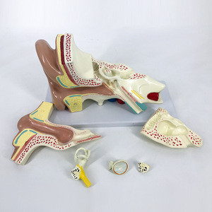 Modèle d'anatomie de l'oreille, simulation d'organe humain agrandi, oto-rhino-laryngologie, cadeau pédagogique médical, jouet, outil éducatif, usage médical. - Product Image 1