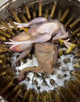 Machine à plumer les poulets automatique en acier inoxydable pour l'abattage de volailles