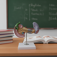 Modelo de anatomía del cuerpo humano, enfermedades del páncreas y la médula, modelo de enseñanza médica patológica