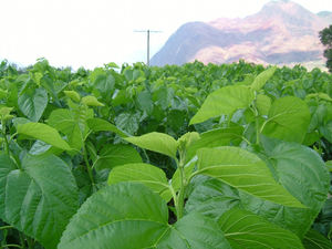 خلاصة أوراق التوت عالية الجودة DNJ (1-ديوكسينوجيريميسين) ، خلاصة أوراق التوت (محتوى الفلافونويد) - Product Image 3