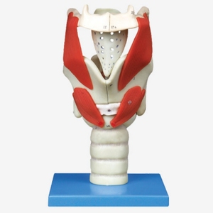 Modelo agrandado <span class=keywords><strong>de</strong></span> estructura y función humana, modelo <span class=keywords><strong>de</strong></span> Anatomía <span class=keywords><strong>de</strong></span> cavidad laríngea, modelo <span class=keywords><strong>de</strong></span> anatomía <span class=keywords><strong>de</strong></span> cabeza <span class=keywords><strong>de</strong></span> <span class=keywords><strong>garganta</strong></span> - Product Image 4