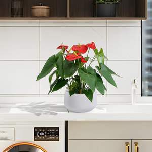 Maceta Moderna Grande de Cerámica Blanca Brillante, Juego de 2 Macetas Esmaltadas de 11.3x11.3x6.5 Pulgadas para Patio, Ventanas y Hogar - Product Image 2