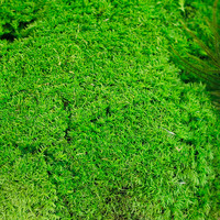 SoftDream Vente en gros Préservé Chignon Oreiller Coussin Pôle Mousse Vert Mur Réel Naturel Stabilisé Préservé Pôle Mousse de Renne