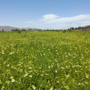 ผงสกัดรากแอสทรากาลัสธรรมชาติจากคลังสินค้า EU/US โพลีแซ็กคาไรด์ 30% 70% ราคาขายส่ง - Product Image 3