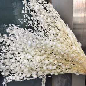 Préservé petit pétale lunaria mort nature fleurs séchées - Product Image 4