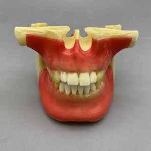 Modèle pour les étudiants à pratiquer la plantation de vis; modèle pour pratiquer avec des modèles d'os moussants - Product Image 6