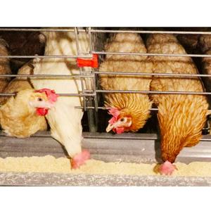 Équipement d'élevage de volailles en acier inoxydable Cages pour poules pondeuses 1000 Oiseaux Poulailler - Product Image 5