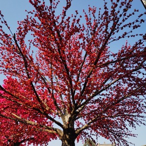 Hoa Mùa Xuân Cành Mận Anh Đào Hoa Lụa Cây Hoa Mận Nhân Tạo - Product Image 4