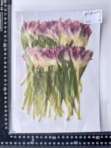 RTS 2 pz/confezione Fiori di tulipano pressati per custodie del telefono, lampade, resina epossidica, cornici e artigianato - Product Image 4