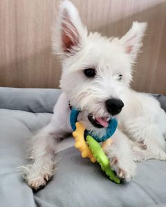 Juguete Mordedor para Cachorros, Anillo de Dentición, Juguete de Nylon con Sabor a Tocino, para Perros Pequeños de hasta 11 kg, 1 Unidad - Product Image 2