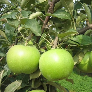 Mele Verdi Grandi di Alta Qualità dalla Cina Raccolto Fresco Lunga Durata di Conservazione Mele Fresche Fornitura all'Ingrosso - Product Image 1