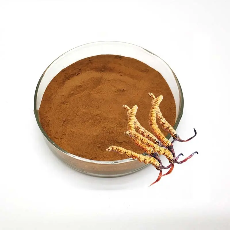 Cordyceps sinensis फुई extract20 %-40%; जीएमपी/एचएसीसीपी प्रमाण पत्र; Cordyceps