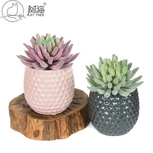<span class=keywords><strong>Flor</strong></span> de plástico de planta <span class=keywords><strong>suculenta</strong></span> <span class=keywords><strong>Echeveria</strong></span> flocada personalizable para decoración de ventanas - Product Image 5