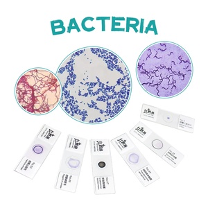 Toboganes de microcope de alta claridad, bacillos, Cpirochetes, microbiología, células de biología bacteriana, tobogán bacteriano - Product Image 1