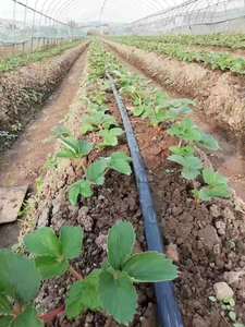 <span class=keywords><strong>Système</strong></span> <span class=keywords><strong>d</strong></span>'irrigation agricole 16mm 0.2-0.6mm <span class=keywords><strong>d</strong></span>'épaisseur ruban <span class=keywords><strong>d</strong></span>'irrigation <span class=keywords><strong>goutte</strong></span> <span class=keywords><strong>à</strong></span> <span class=keywords><strong>goutte</strong></span> LDPE <span class=keywords><strong>pour</strong></span> <span class=keywords><strong>système</strong></span> <span class=keywords><strong>d</strong></span>'irrigation de <span class=keywords><strong>jardin</strong></span> - Product Image 2