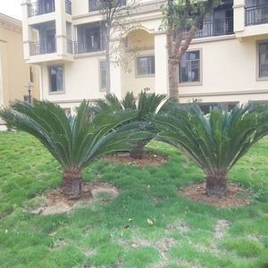 <span class=keywords><strong>Palma</strong></span> Cycas Artificiale Premium per Decorazione Interna ed Esterna, Simulazione Realistica per Hotel e Ambienti Interni ed Esterni - Product Image 6