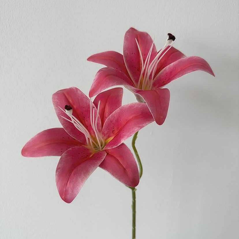 ดอกลิลลี่สองหัวสีแดงกุหลาบ